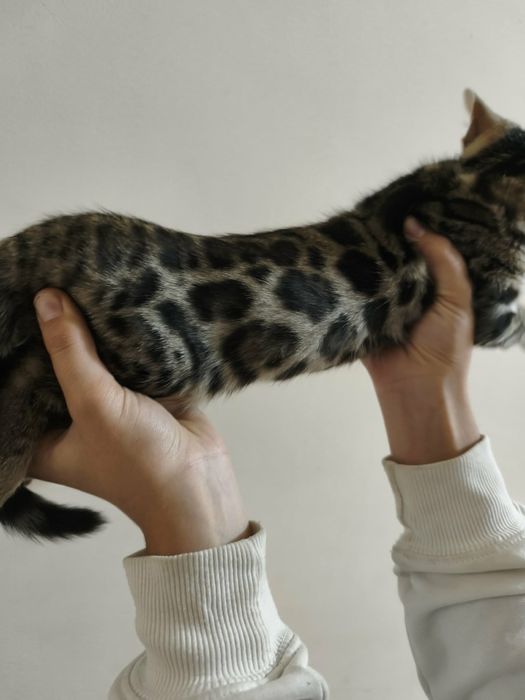 Exemplar gata bengal spotted