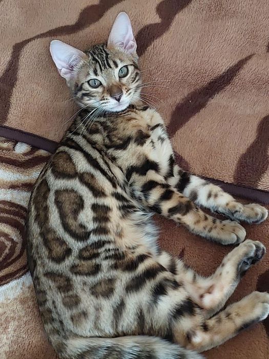 Бенгалка кошечка, кошеня