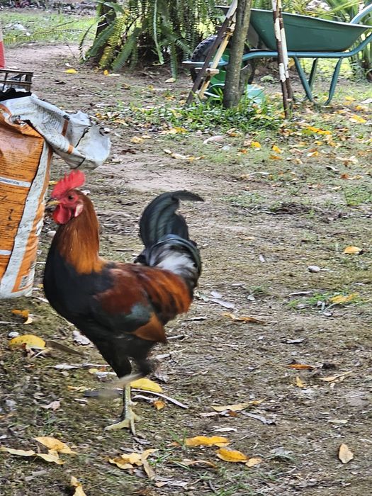 Excelentes galos para criação