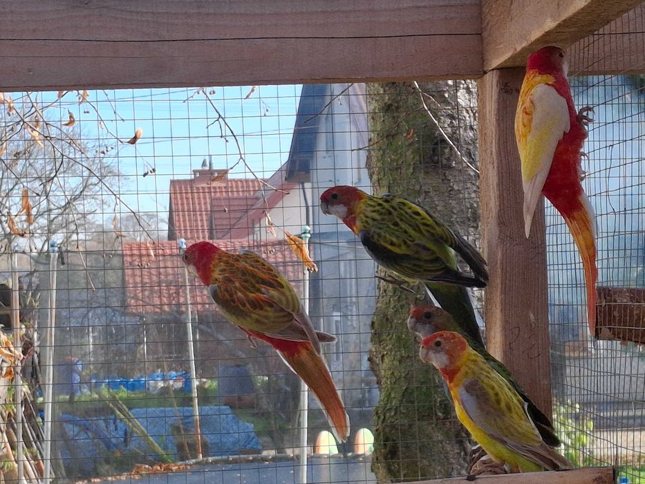 Papugi Rozella białolisa i Nimfy