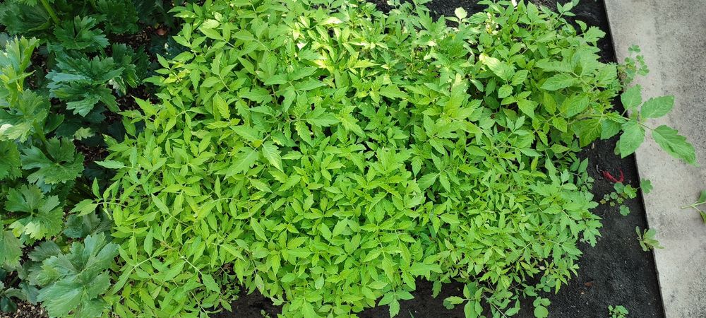 Рассада помидор грунтовая