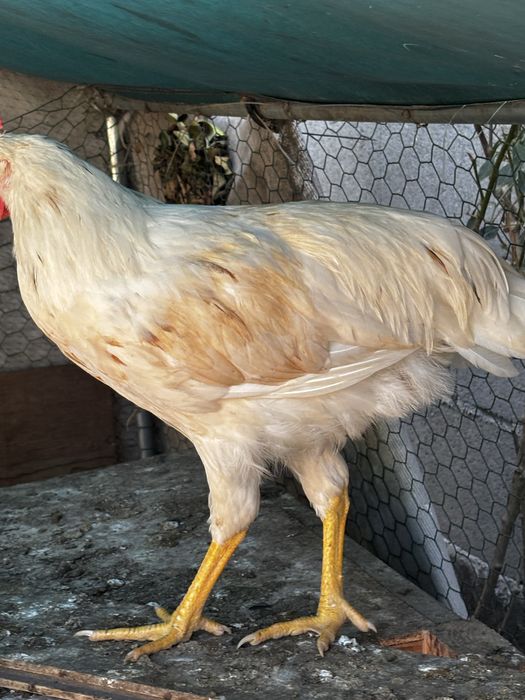 Frangos galos e pintos