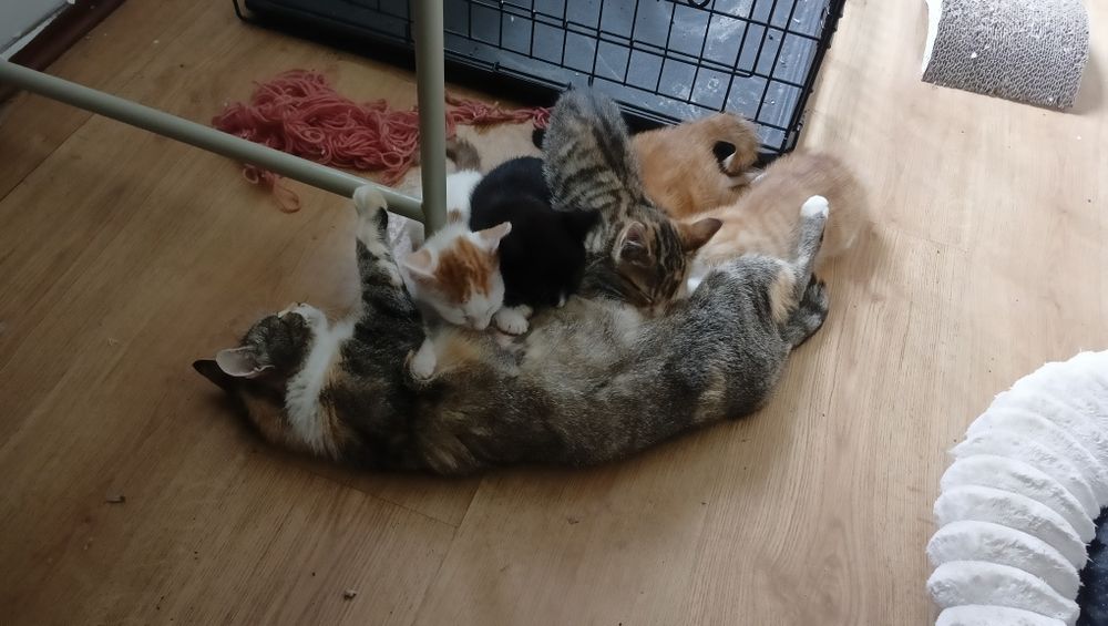 Oddam 2 miesięczne kotki /Możliwy dowóz