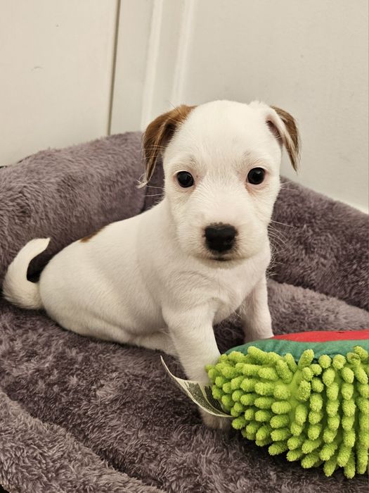 Jack Russell Terrier