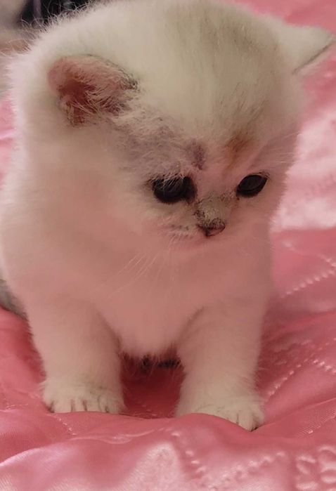 Gatinha Scottish Straight Silver