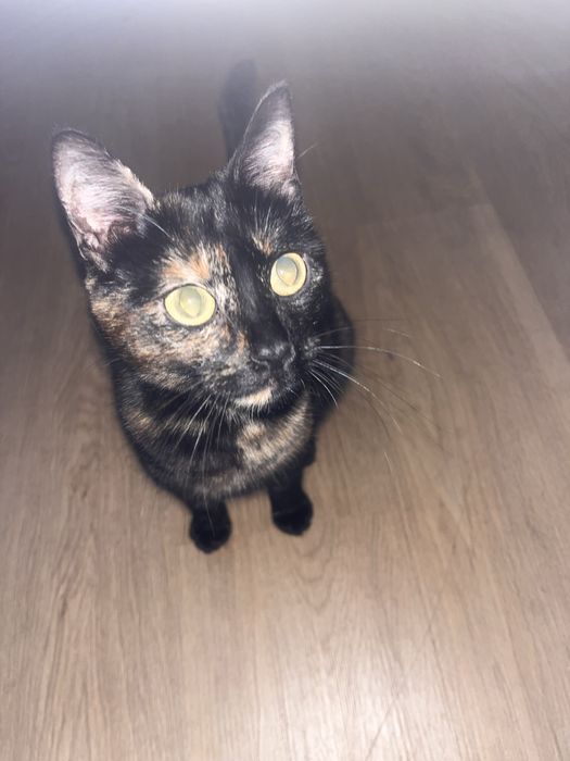 Gata Para adoçao