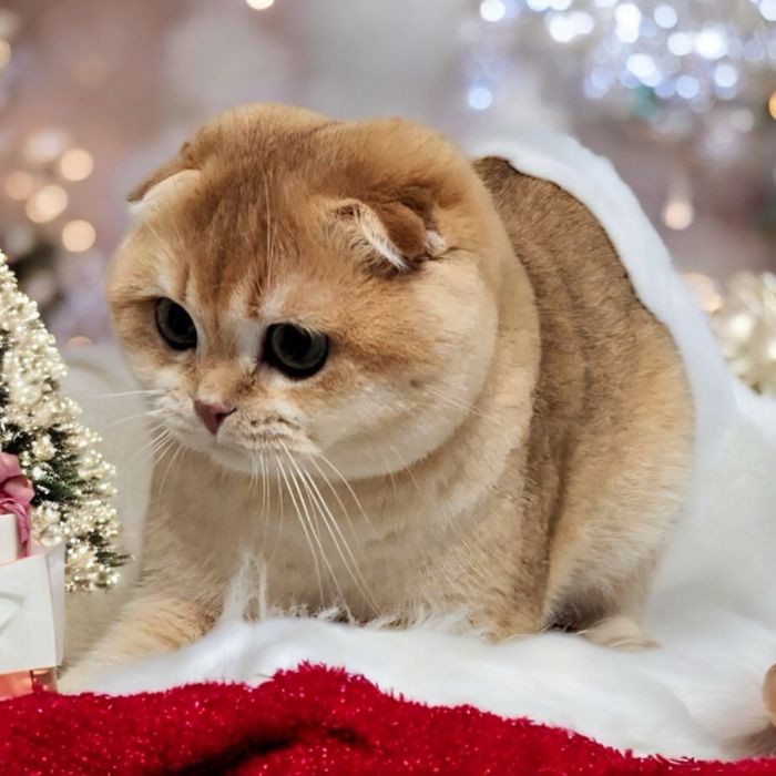 Гарнесенький хлопчик 7 міс. Scottish fold. В розведення.