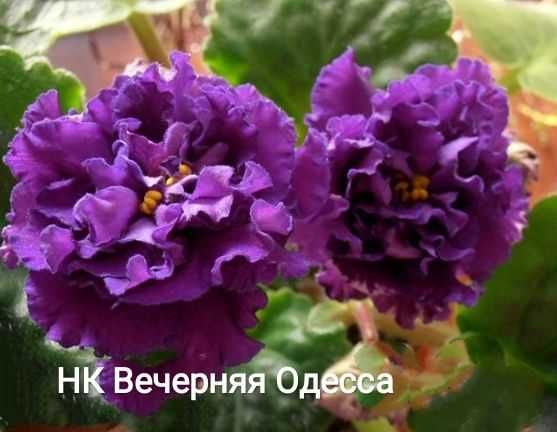 Фіалка Пломбір з чорницею