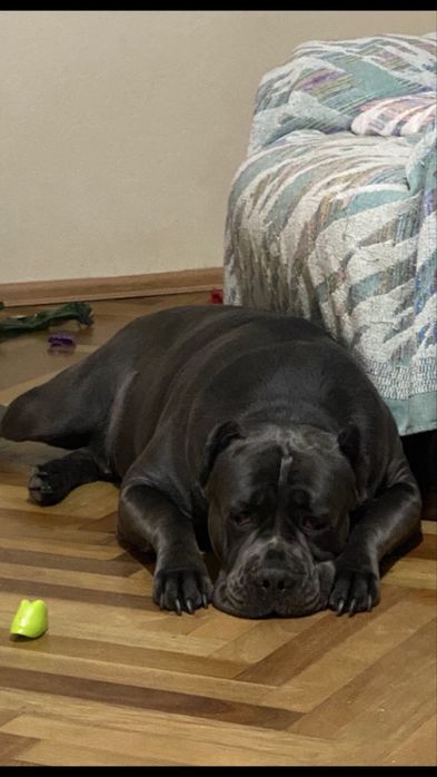 Купірувані хлопчик дівчинка-Топ щенки Cane corso