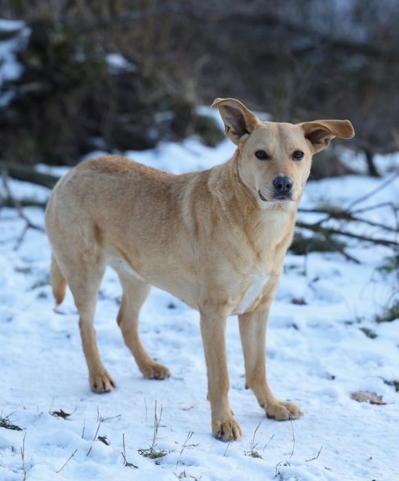 Młoda sunia do adopcji