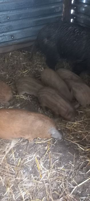 Продам поросята породи мангали