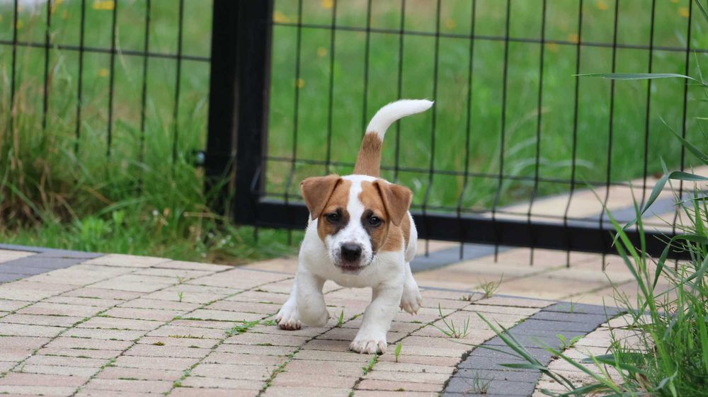 Wspaniały Piesek HEX - Jack Russell Terrier z hodowli "BREFIO"-do odbioru