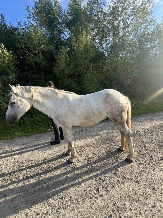 Продається кінь!