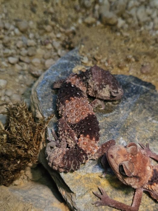 Nephrurus - gekon gałkoogonowy, dwie samice dorosle cb24