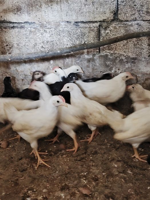 Pintos leghorn branca