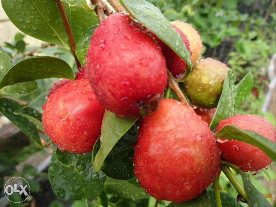 Gujawa truskawkowa-psidium catleyanum - sadzonka 50 cm