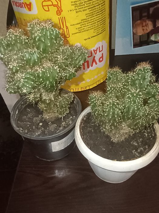 Кактус цереус перуанський