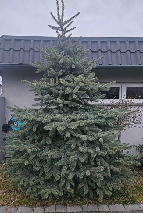 Świerk 2m choinka do wycięcia wykopania