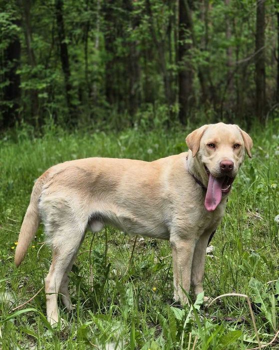 Macan w typie labradora szuka domu