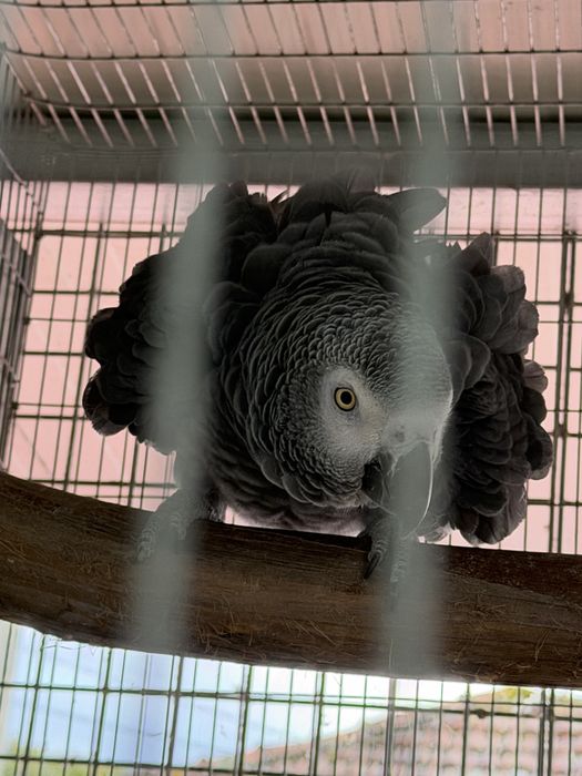 Macho papagaio cinzentos reprodutor