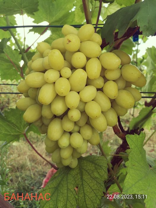 Черенки винограду