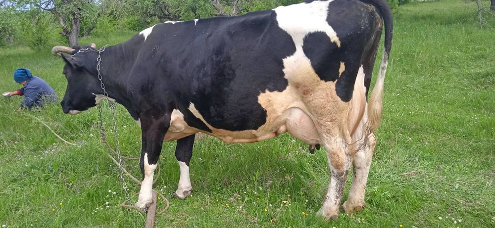 Продам  дійну корову, півтори місяці по отелі спокійна