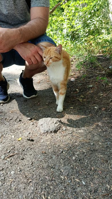Руденький котик Локі врятований з лісу, шукає дім, Київ