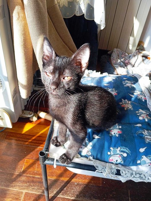 Jerry - Para Adopção responsável