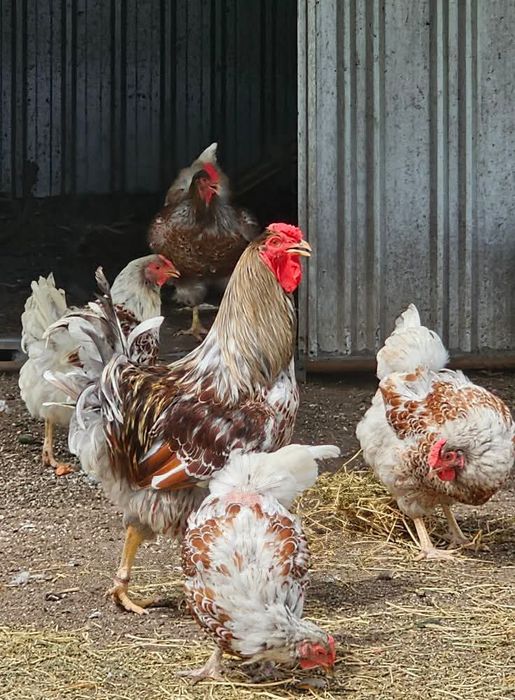 Jaja,jajka lęgowe  orpington, barnevelder,Brahma