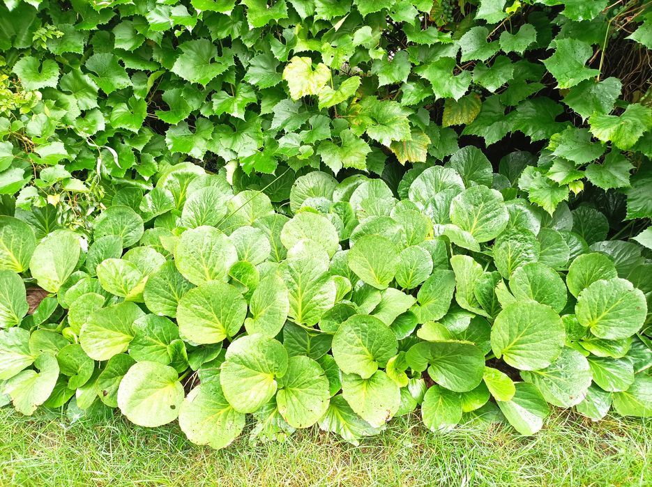 Bergenia ogrodowa 10 szt