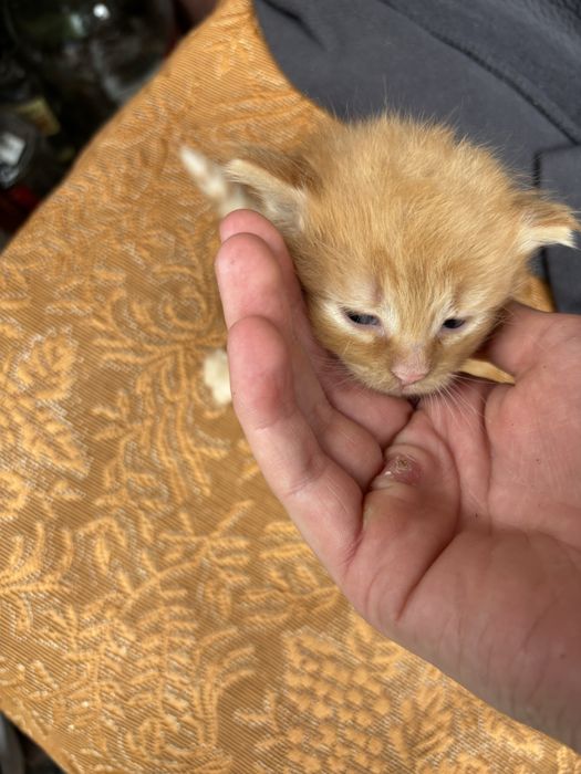Котики 3 тижні маленькі