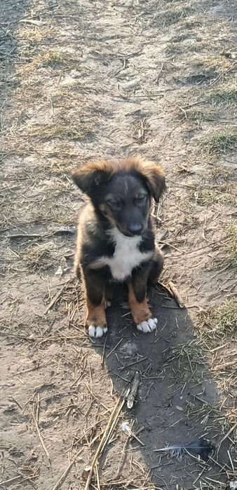 Отдам щенков в хорошем руки!