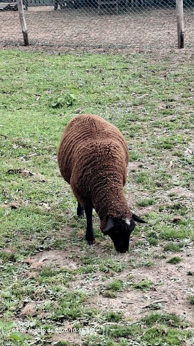 Borrega /Suffolk