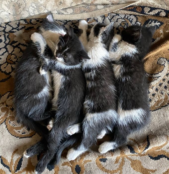Віддам безкоштовно котят