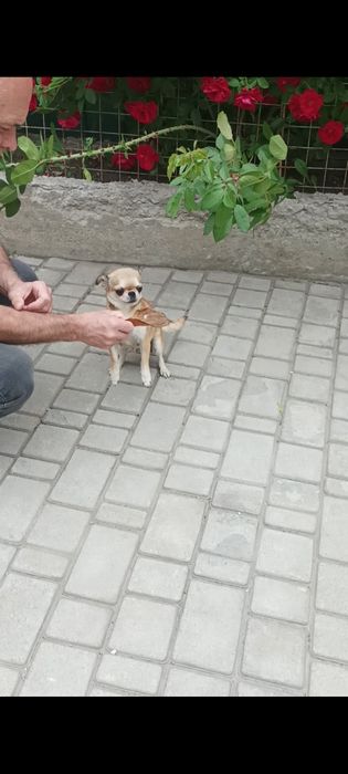 Девочки в поиске своей семьи.