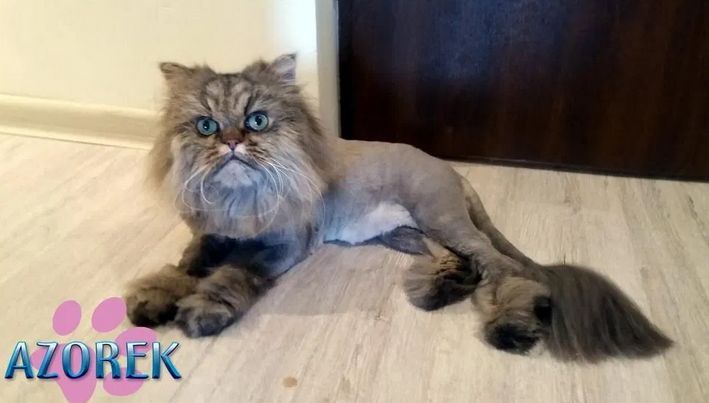 Strzyżenie czesanie kotów Fryzjer dla kota koci Katowice Chorzów Bytom