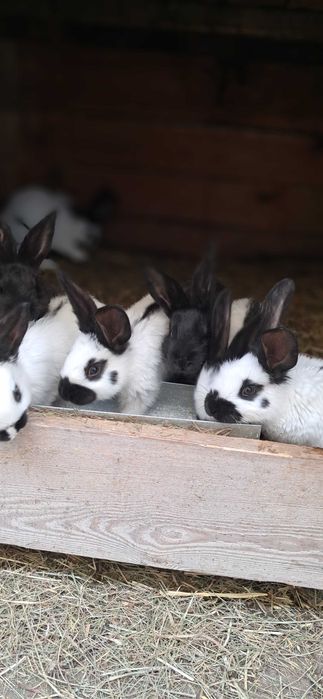 Kroliki srokacz olbrzym