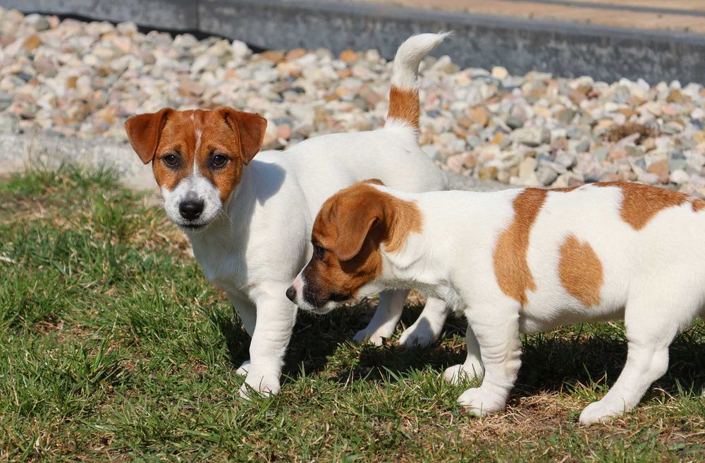 Suczka Jack Russell Terrier ZKwP FCI- wzorcowa hodowla/kompl.szczepień