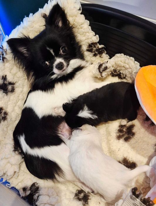 Chiuhaha Dziewczynka długowłosa odbiór koniec Marca