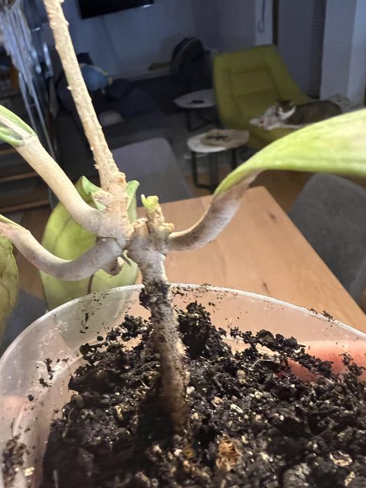 Hoja AFF. Phyllura ( AFF. Clemensiorum , SP. ABBAS ) Kolekcjonerska