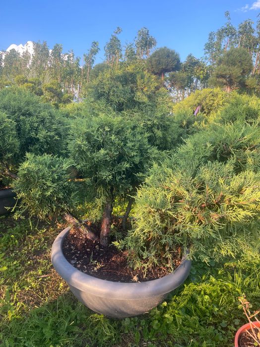 Formy Bonsai jalowiec ostrokrzew cyprysik