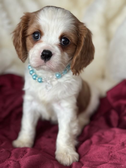Piesek blenheim - Cavalier King Charles Spaniel