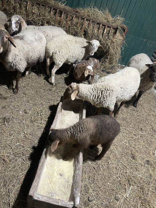 Вівці кітні є курдючні. Чотири вівці з малими