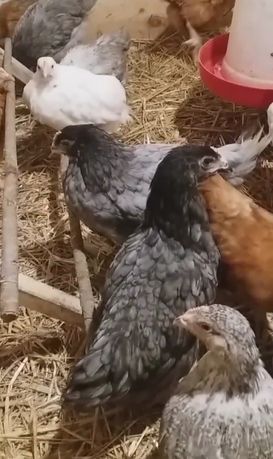 Кури Домінант 3 міс. Доставка БЕЗКОШТОВНА Волинська та Рівненська обл