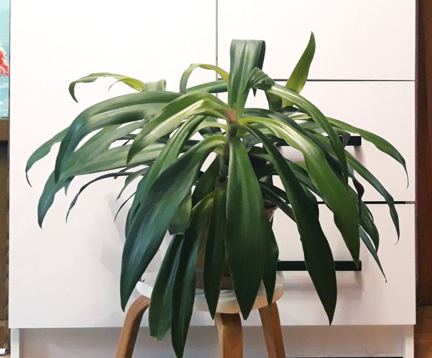 Традесканція Рео звисаюча кімнатні рослини вазон ампельний фікус Рівне