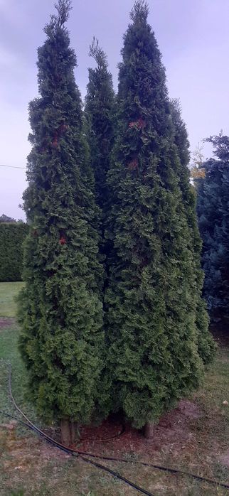 Tuja Szmaragd 4sz Likwidacja plantacji