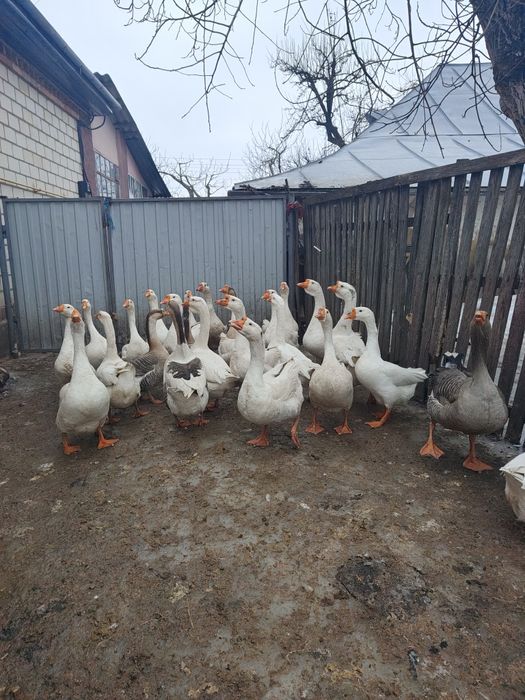 Продам гуси на кладку яєць