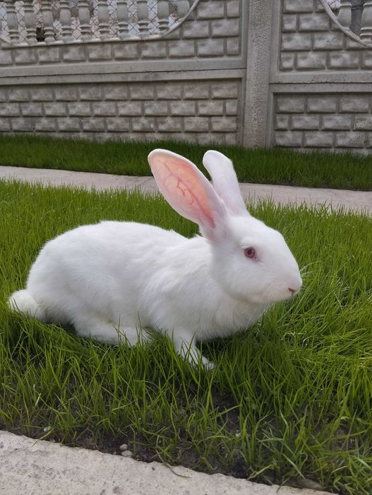 Кролі породи Термонці