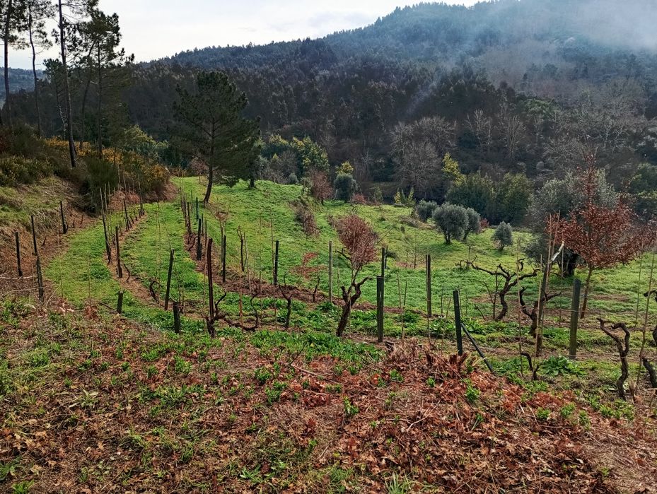 Terreno entre a ecopista e o rio dão