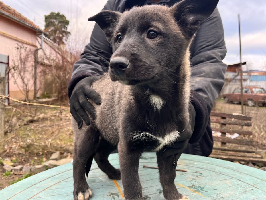 Чудові цуцики шукають дім